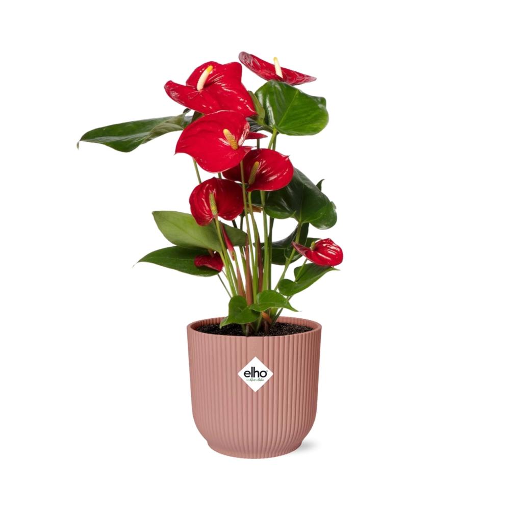 Anthurium Red 12 cm i ELHO Vibes Fold 14 cm pink (brændende kærlighed) – 40 cm høj