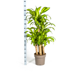 Dracaena fragrans Massangeana Carrousel (Drachenbaum) – Ø 30 cm, 130–150 cm hoch