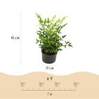Nandina 'Lemon & Lime' (Himmlisches Bambus) – gelb – Ø17 cm, 45 cm hoch