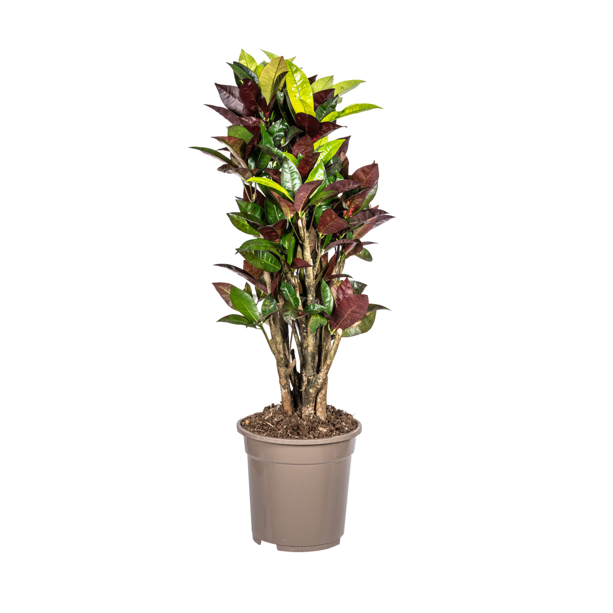 Codiaeum 'Croton' Iceton – Ø21 cm, 60–80 cm hoog