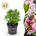 Rhododendron 'Bloombux Light Pink' (rododendron) – 3 planten, Ø11 cm, 20–25 cm hoog