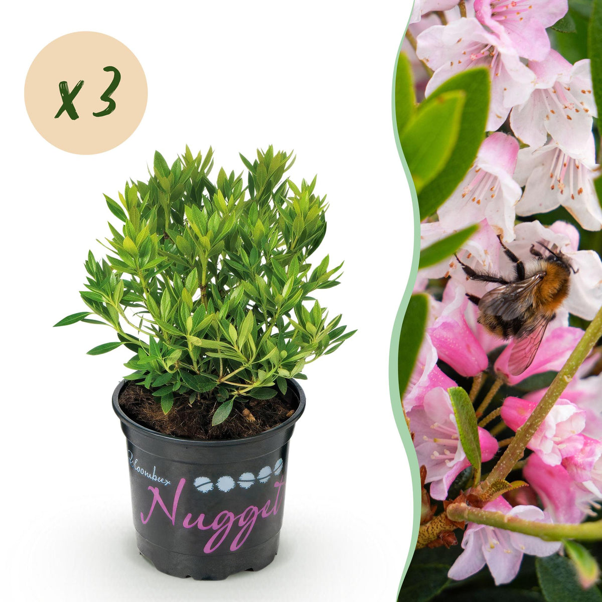 Rhododendron 'Bloombux Light Pink' (rododendron) – 3 planten, Ø11 cm, 20–25 cm hoog