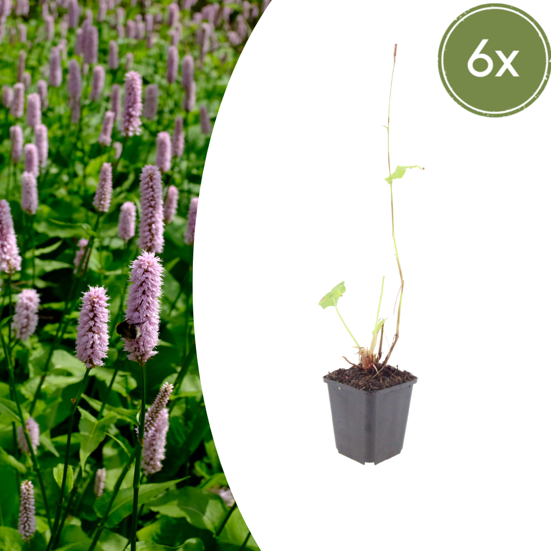 Persicaria aff. 'Superba' (Gewöhnlicher Taubnessel) – 6 Pflanzen, Ø9 cm, 10–25 cm hoch