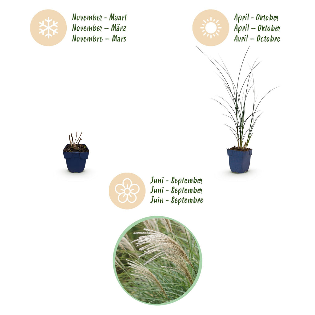 Miscanthus sinensis 'Gracillimus' (miscanthus) – Ø11 cm, 15–25 cm de haut – photo 4