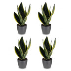 4× Sansevieria Future Superb (Bogenhanf) im grauen Pflanzgefäß von Potter – Ø 12 cm, 35 cm hoch