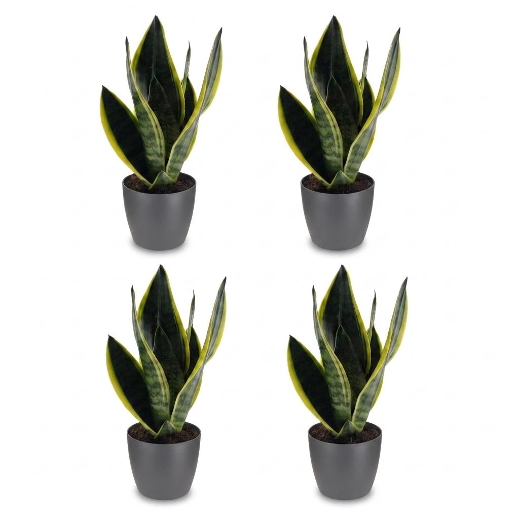 4× Sansevieria Future Superb (Bogenhanf) im grauen Pflanzgefäß von Potter – Ø 12 cm, 35 cm hoch