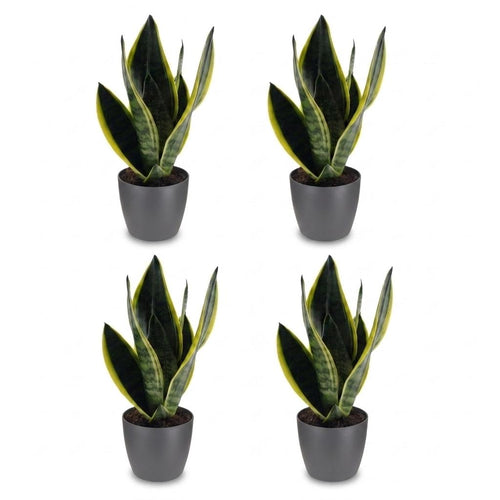 4× Sansevieria Future Superb (vrouwentong) in Potter-sierpot grijs – Ø12 cm, 35 cm hoog