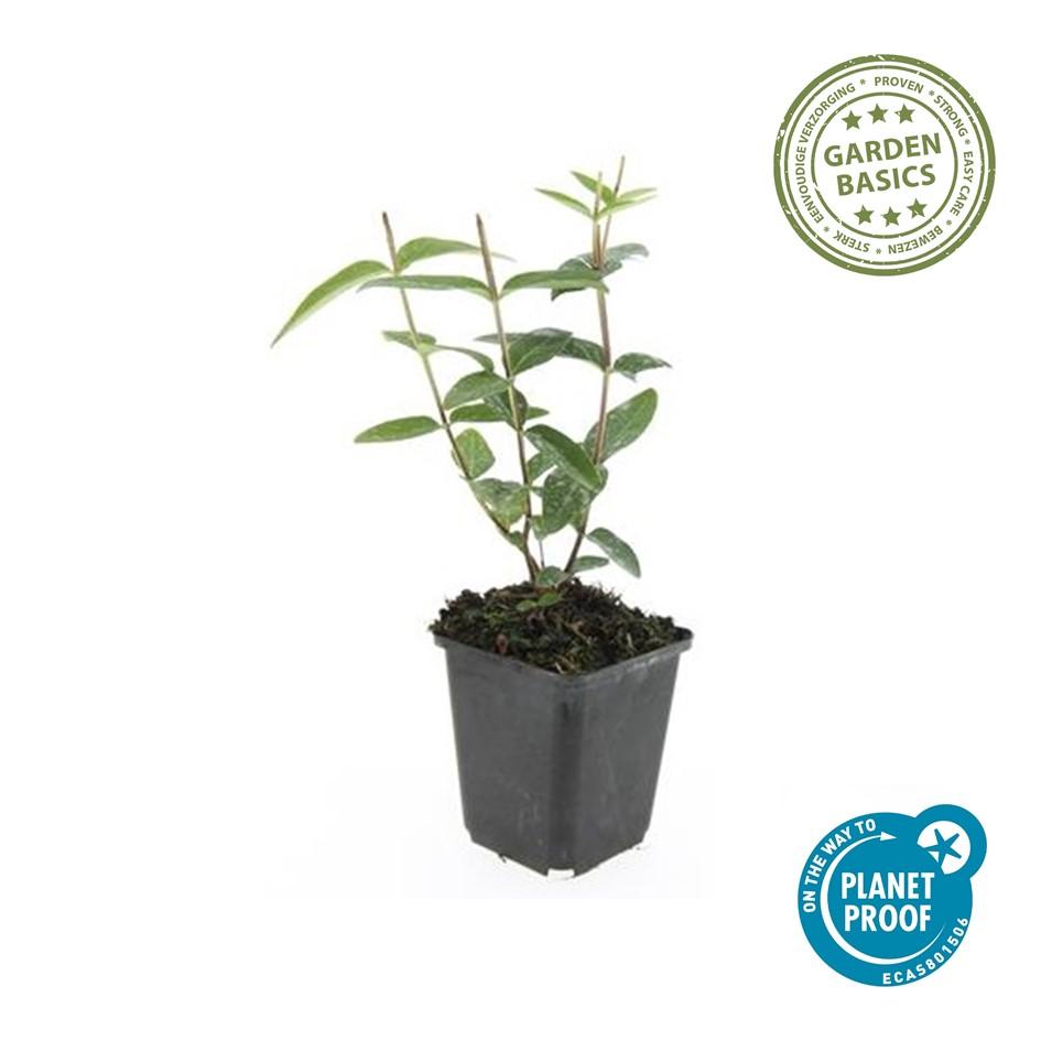 Hypericum inodorum (hjortemønje) – 24 planter, Ø9 cm, 10–25 cm høje – billede 5