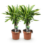 2× Dracaena fragrans Golden Coast (dragebreg) – Ø17 cm, 50–55 cm høj