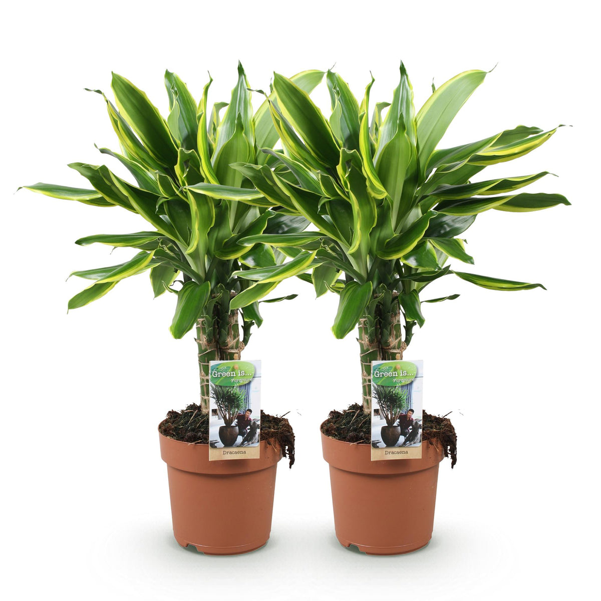 2× Dracaena fragrans Golden Coast (dragebreg) – Ø17 cm, 50–55 cm høj – billede 2