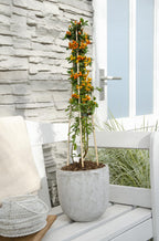Pyracantha 'Orange Glow' (firethorn) – Ø15 cm, 65 cm high