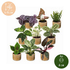 9× Surprise box of houseplants incl. Linnea Honey – Ø6 cm, 5–15 cm tall