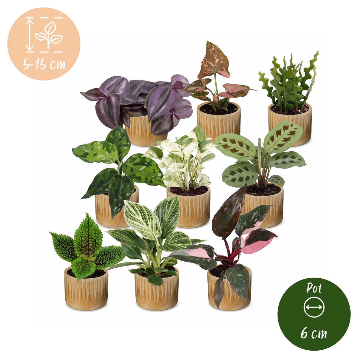9× Surprise box of houseplants incl. Linnea Honey – Ø6 cm, 5–15 cm tall – photo 6