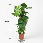 Monstera deliciosa (hulplant) – Ø19 cm, 90 cm høj