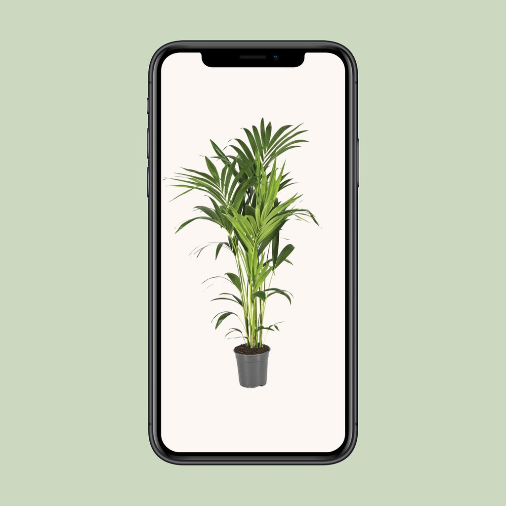 Howea forsteriana (kentiapalm) – Ø21 cm, 130 cm hög