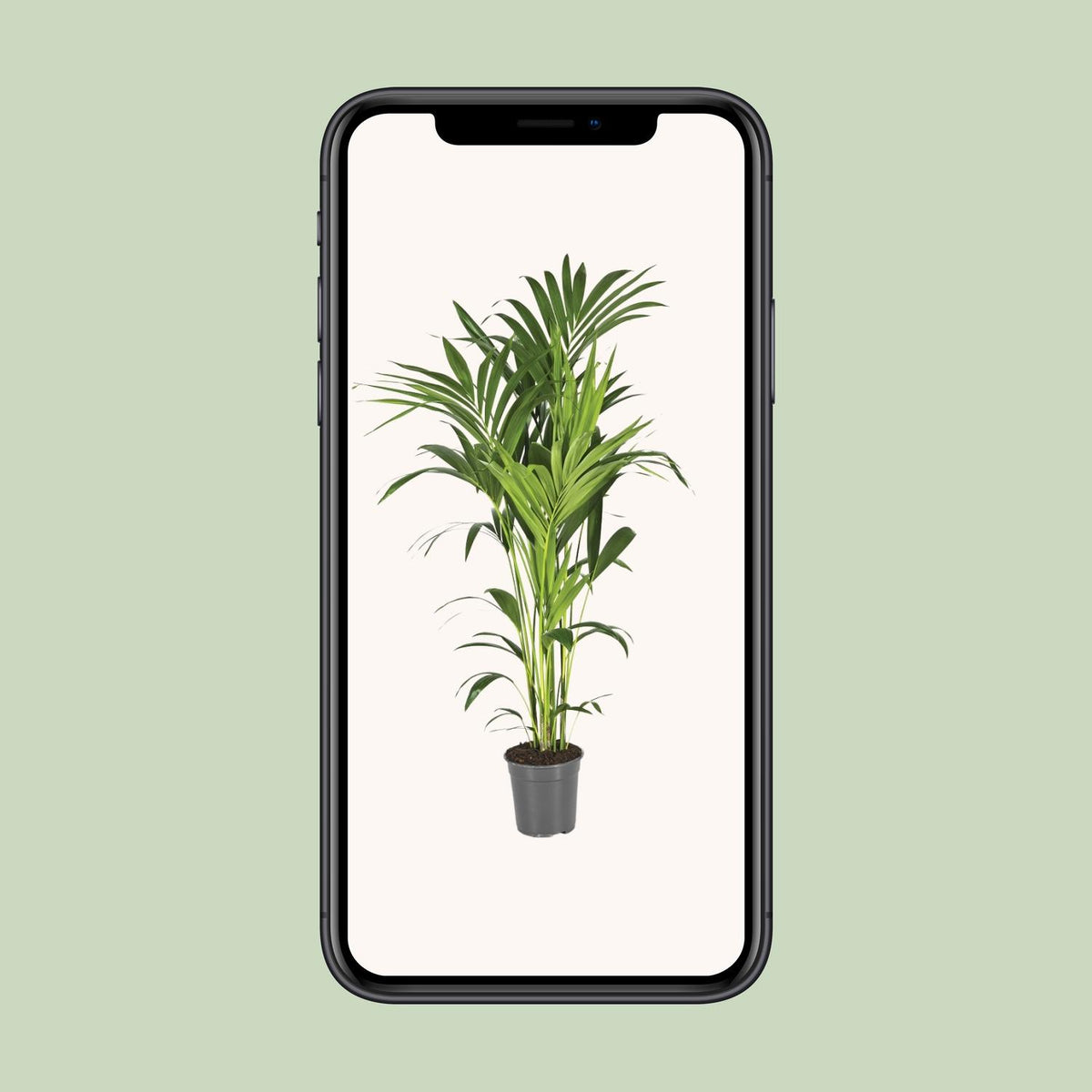 Howea forsteriana (kentiapalm) – Ø21 cm, 130 cm hög