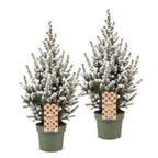 2× Picea glauca Conica (Weihnachtsbäumchen) – Ø17 cm, 65 cm hoch – weiß