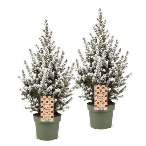 2× Picea glauca Conica (Weihnachtsbäumchen) – Ø17 cm, 65 cm hoch – weiß