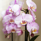 Phalaenopsis 'Niagara Falls' rose (orchidée) dans pot décoratif Horizon rose clair – Ø12 cm, 52 cm de haut