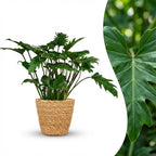 Philodendron Xanadu med kurv – Ø19 cm, 60 cm høj