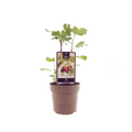 Ficus 'Brown Turkey' (Feigenbaum) – Ø15 cm, 40 cm hoch