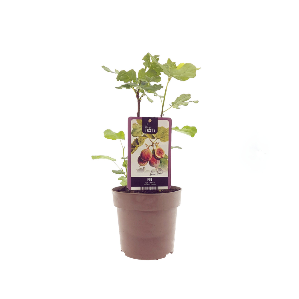 Ficus 'Brown Turkey' (Feigenbaum) – Ø15 cm, 40 cm hoch