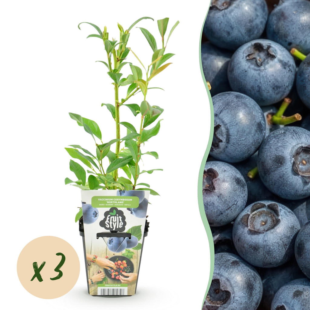 Vaccinium corymbossum 'Northland' (blauwe bes) – 3 planten, Ø9 cm, 35 cm hoog