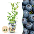 Vaccinium corymbossum 'Northland' (blauwe bes) – 3 planten, Ø9 cm, 35 cm hoog