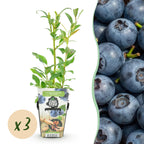 Vaccinium corymbossum 'Northland' (blauwe bes) – 3 planten, Ø9 cm, 35 cm hoog