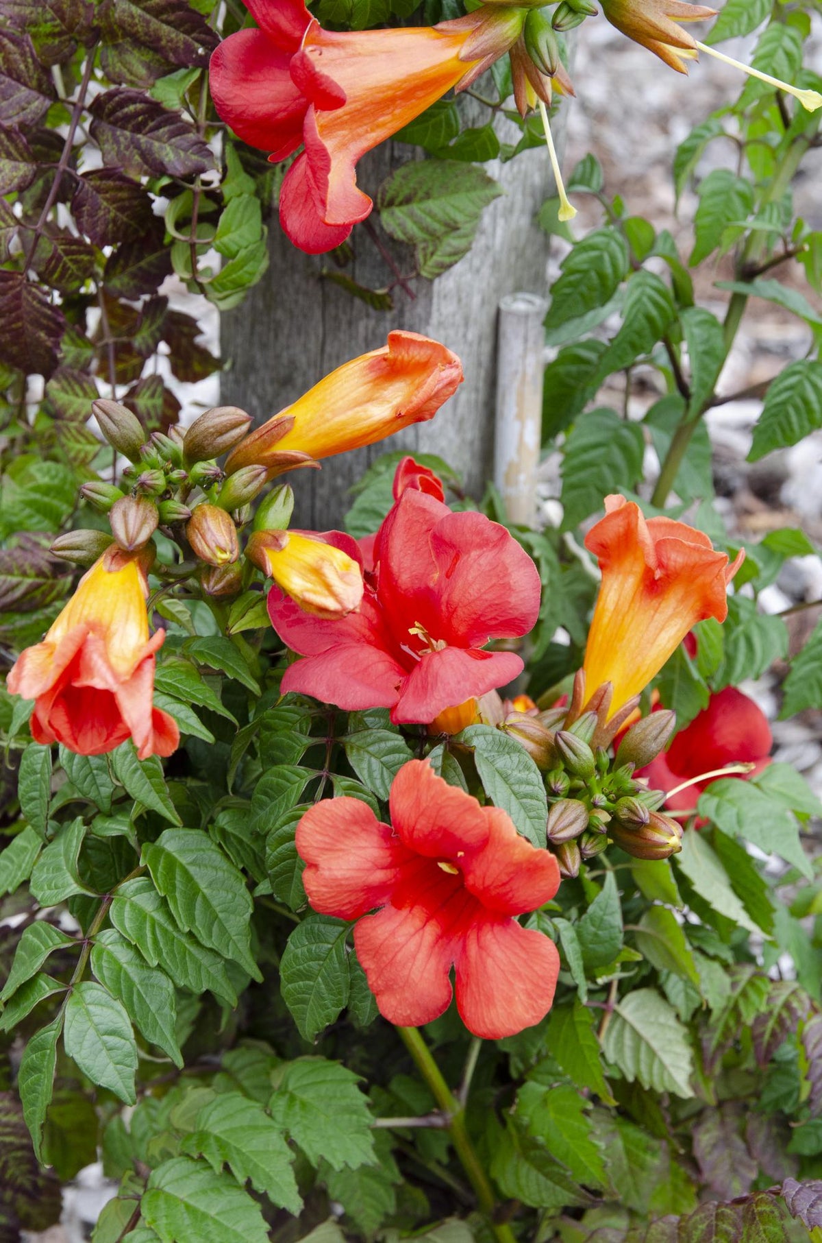 Campsis 'Summer Jazz Fire Trumpet' (trumpet creeper) – 2 plants, Ø15 cm, 65 cm high – photo 4