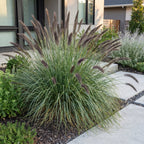 Pennisetum alop. 'Black Beauty' (Lampenputzergras) – Ø11 cm, 15–25 cm hoch