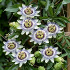 Passiflora caerulea (blauwe passiebloem) – wit-paars – 4 planten, Ø9 cm, 35 cm hoog
