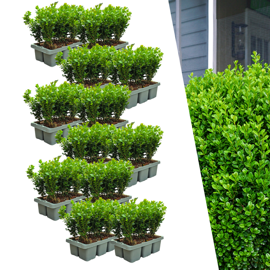 Buxus 'NewGen Freedom' – 72 Pflanzen, Ø 7 cm, 15 cm hoch