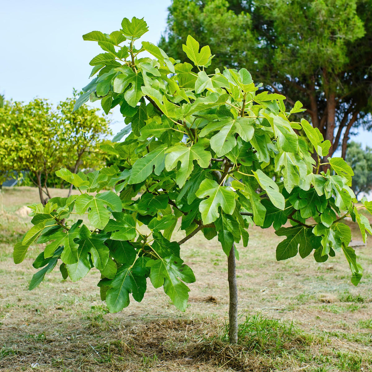 Ficus carica 'Brown Turkey' (figen) på stamme – Ø19 cm, 90 cm høj – billede 5