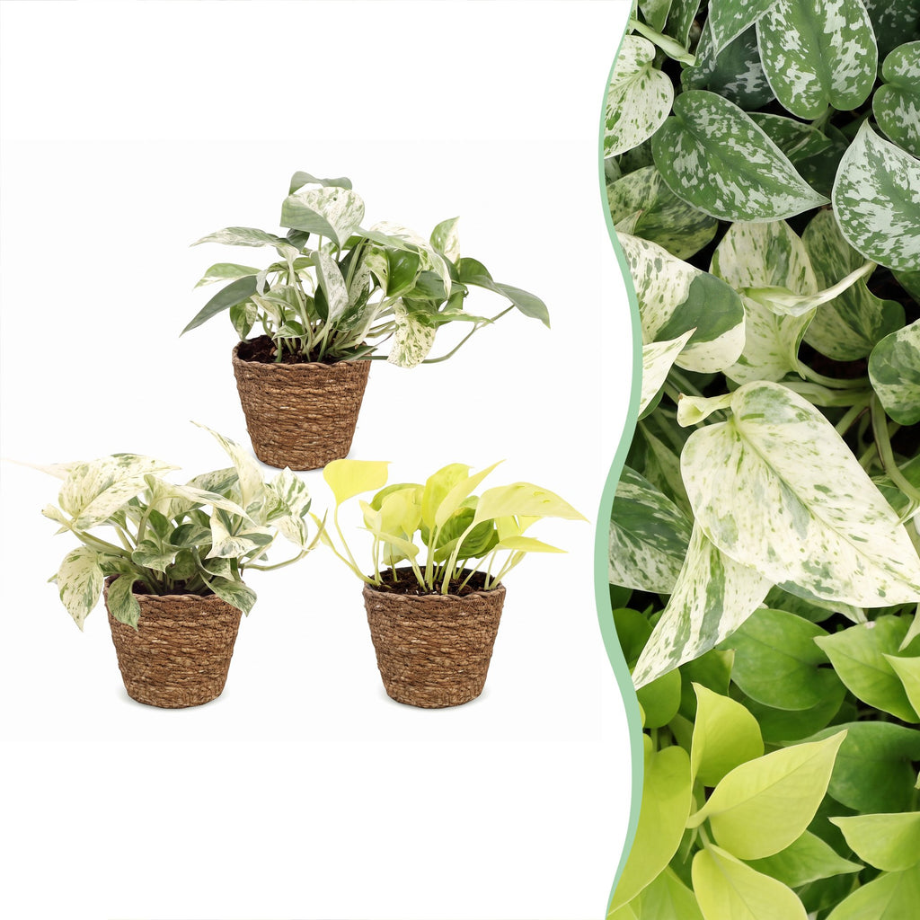 3× Epipremnum Tricolour (scindapsus) avec panier – Ø6 cm, 20–25 cm de haut