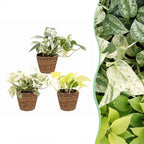 3× Epipremnum Tricolour (scindapsus) avec panier – Ø6 cm, 20–25 cm de haut