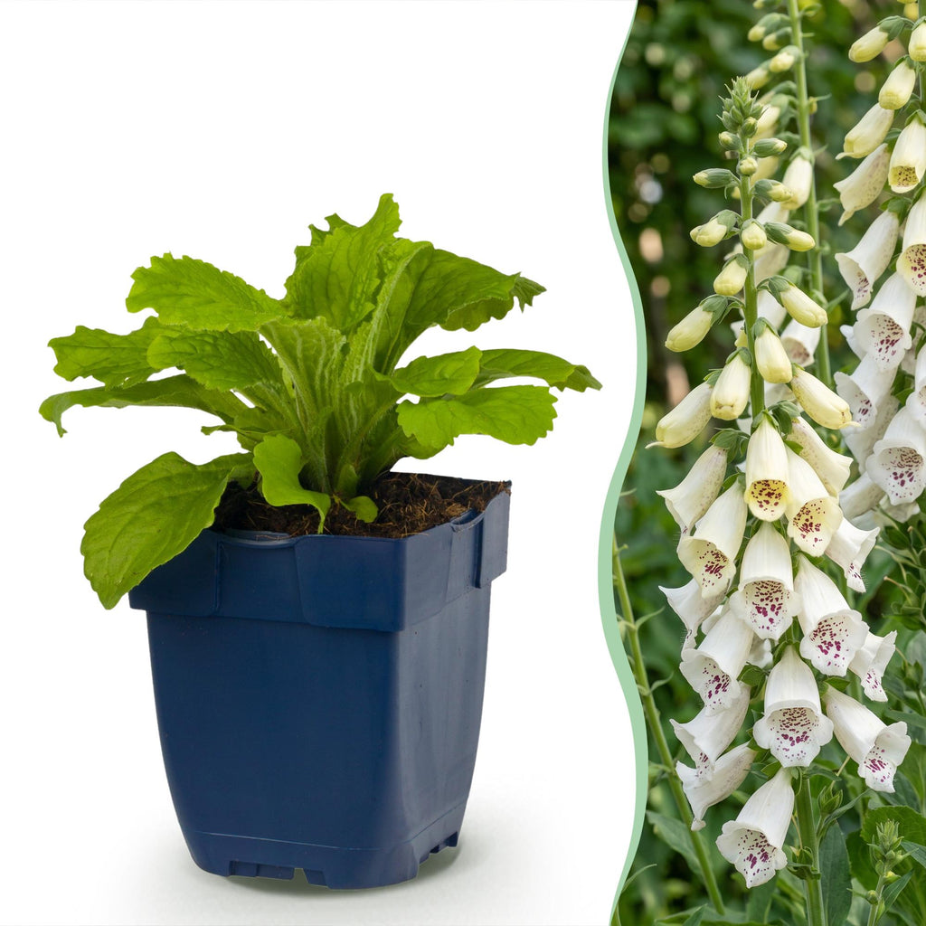 Digitalis purp. 'Dalmatian White' (Fingerhut) – weiß – 12 Pflanzen, Ø11 cm, 15–25 cm hoch