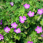 Geranium sanguineum (géranium sanguin) – 6 plantes, Ø9 cm, 10–25 cm de haut