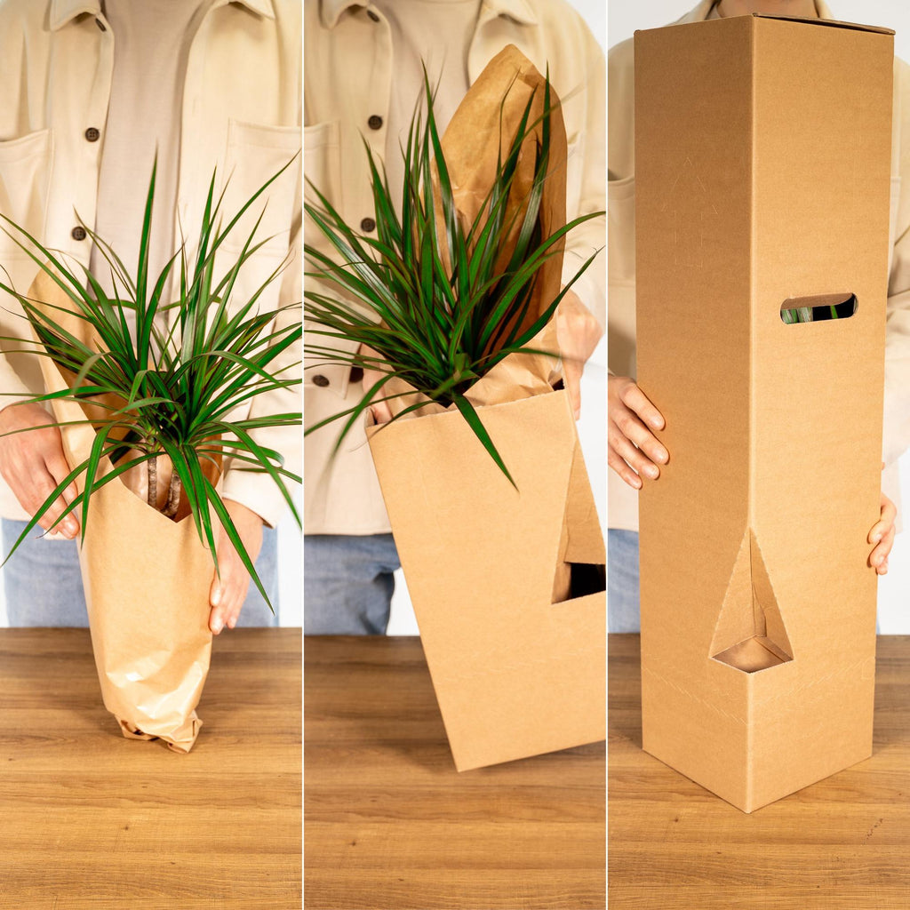 Yucca elephantipes – Ø17 cm, 85 cm hoog