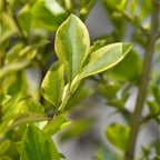 Ligustrum ovalifolium 'Aureum' (golden privet) – 8 plants, Ø9 cm, 35–45 cm high