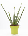 Aloe Vera P&PURE Kollektion – Ø 12 cm, 40 cm hoch