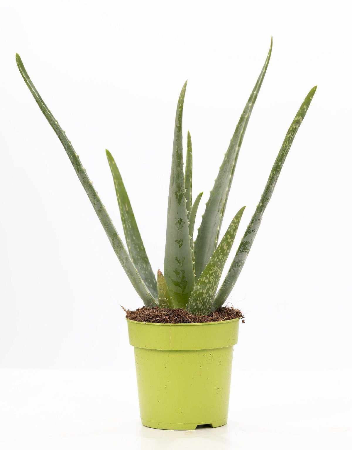 Aloe Vera P&PURE Kollektion – Ø 12 cm, 40 cm hoch