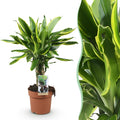Dracaena fragrans Golden Coast (dragebreg) – Ø17 cm, 50–55 cm høj