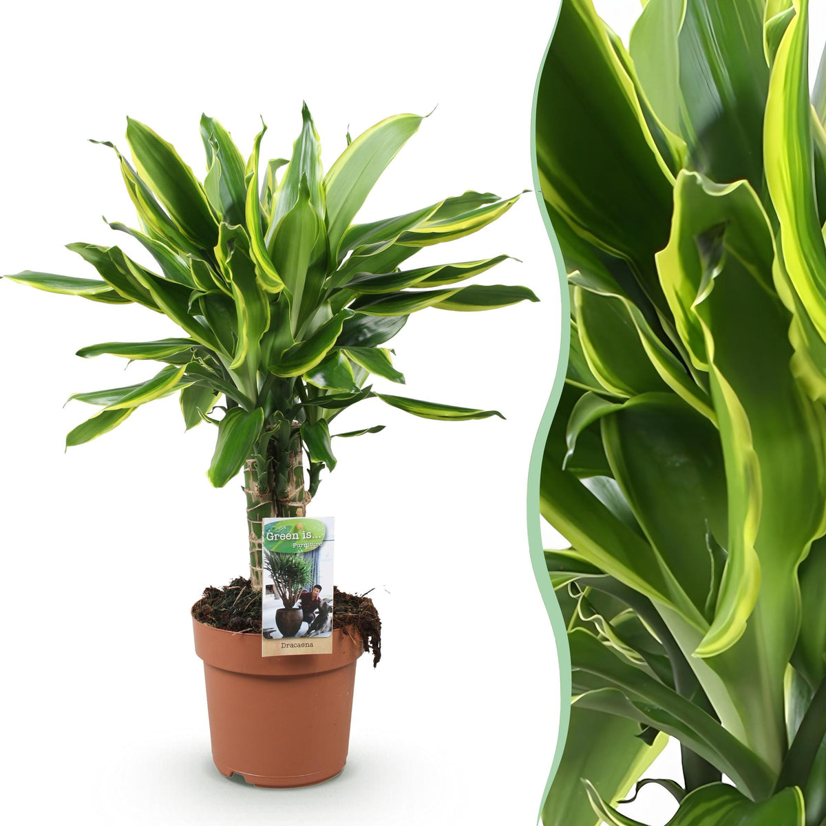 Dracaena fragrans Golden Coast (Drachenbaum) – Ø 17 cm, 50–55 cm hoch