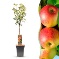 Malus domestica 'Jonagold' (Apfelbaum) – Ø 21 cm, 90 cm hoch