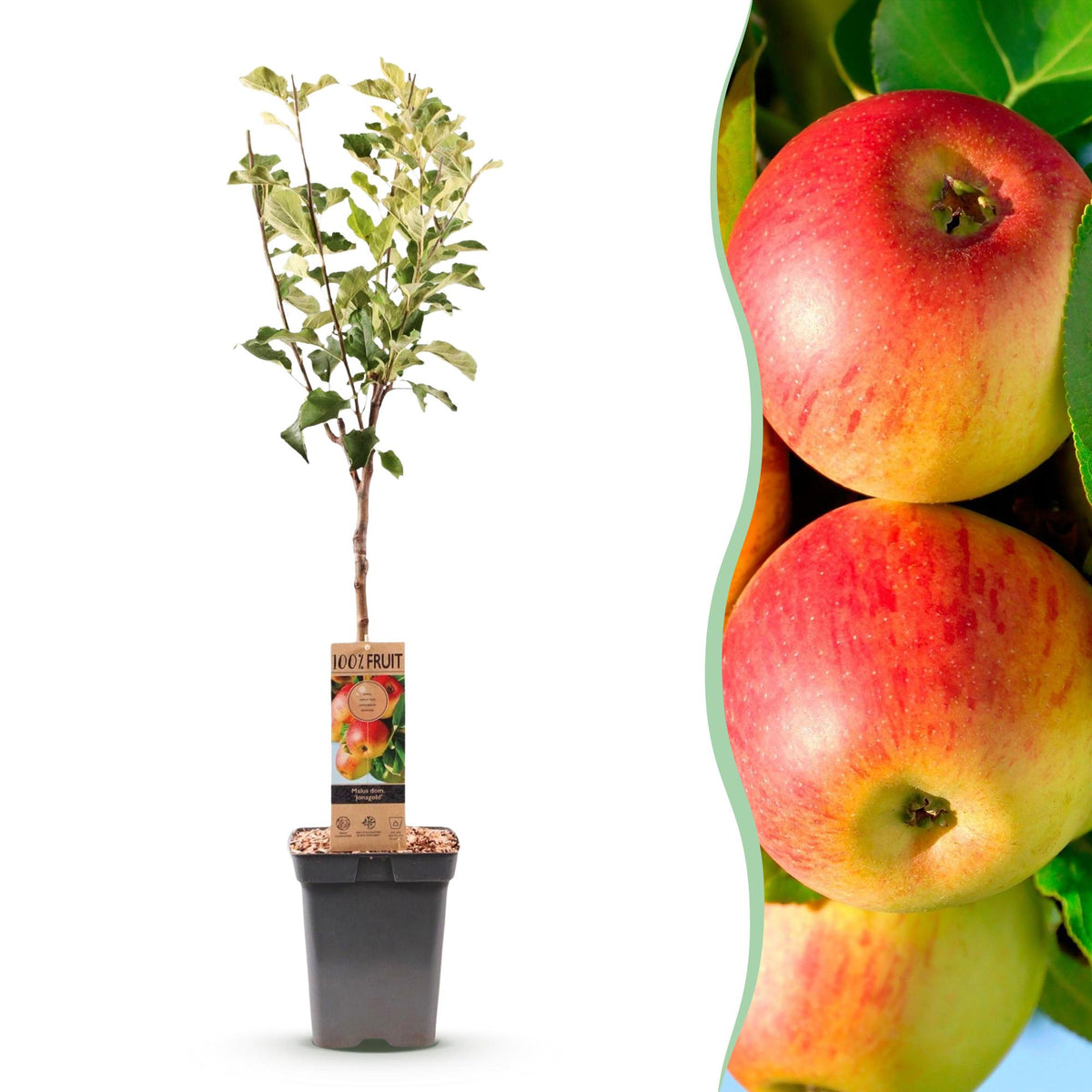 Malus domestica 'Jonagold' (Apfelbaum) – Ø 21 cm, 90 cm hoch