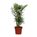 Chamaedorea elegans (bergpalm) – Ø12 cm, 40 cm hoog