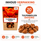 Tulp 'Dafeng' – 20 bloembollen (bolmaat 11/12)