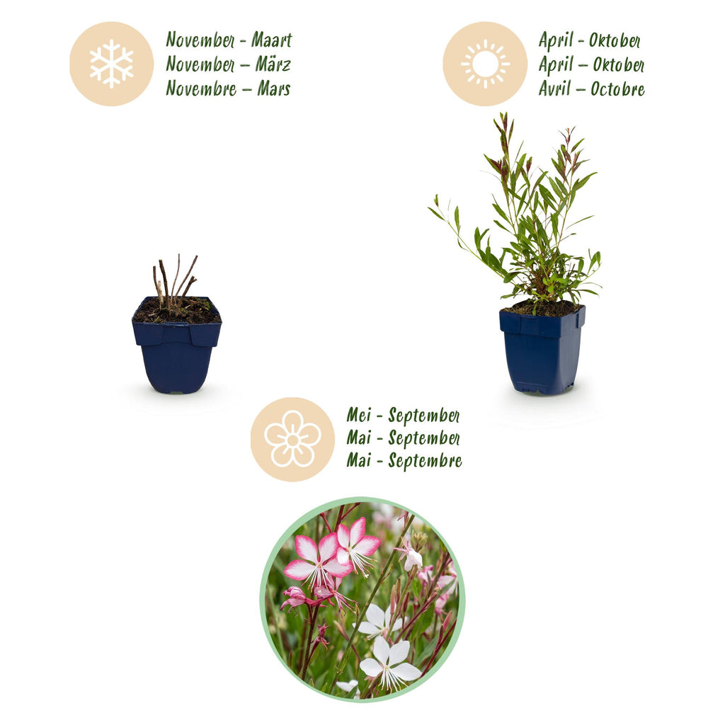 Gaura 'Duo' (fleur de lys) – rose-blanc – 6 plantes, Ø11 cm, 15–25 cm de haut – photo 4