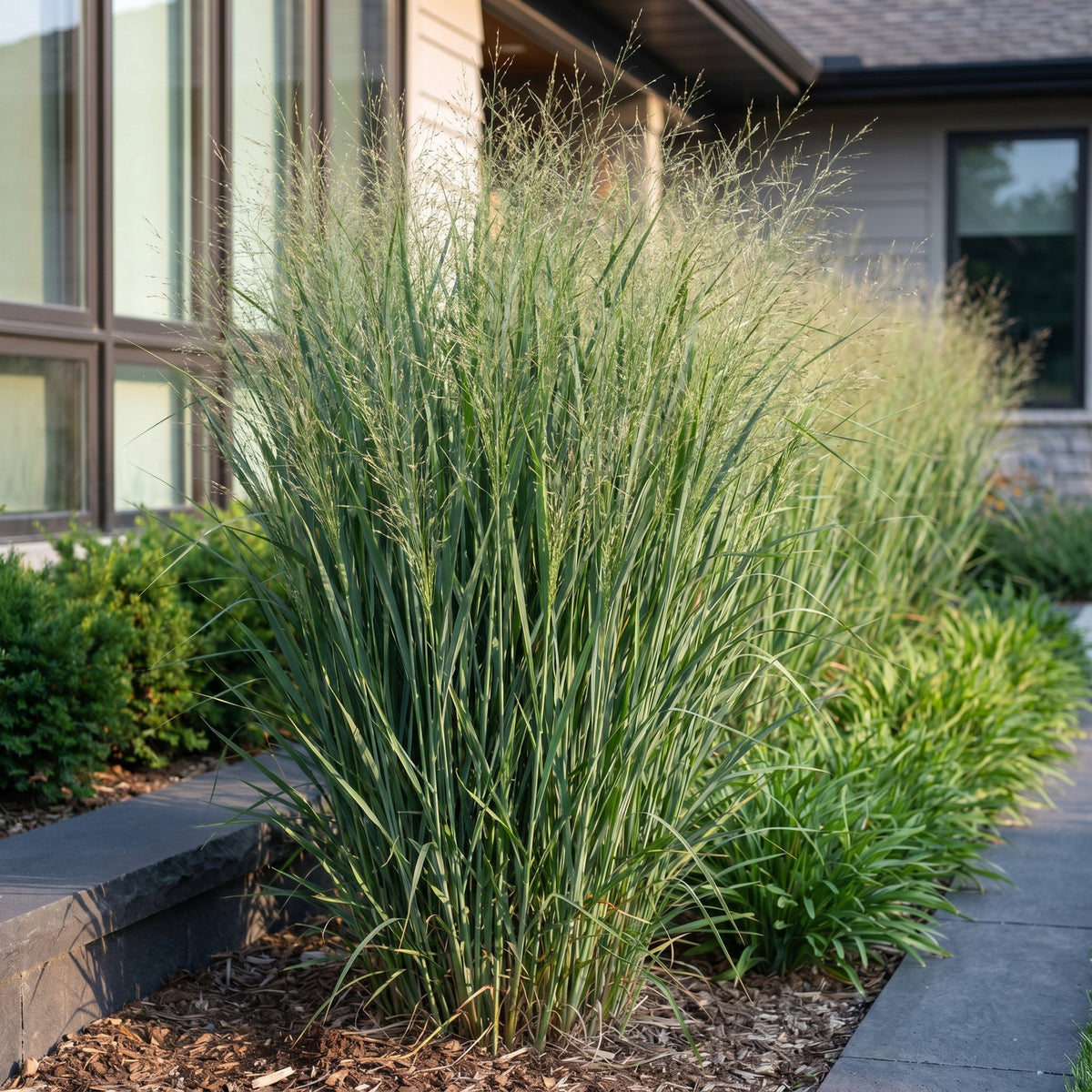 Panicum virg. 'Northwind' (herbe à éléphant) – 24 plants, Ø11 cm, 15–25 cm de haut – photo 6